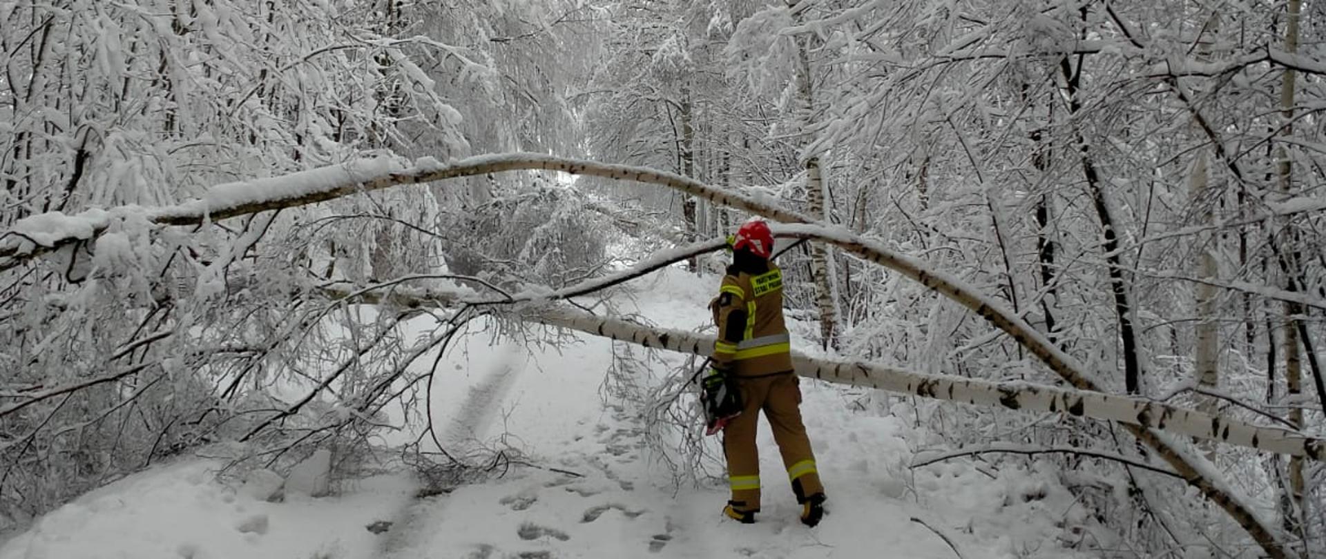 Na zdjęciu widoczne powalone drzewo na zaśnieżonej drodze. Przed drzewem strażak w umundurowaniu z piła motorową.