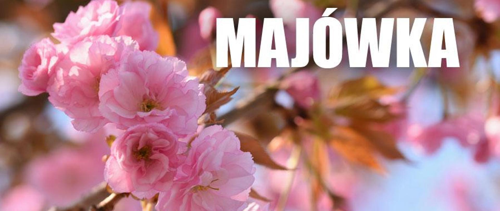 Na pierwszym planie zdjęcia kwitniące na różowo pęki kwiatów drzewa. Na górzy duży biały napis MAJÓWKA