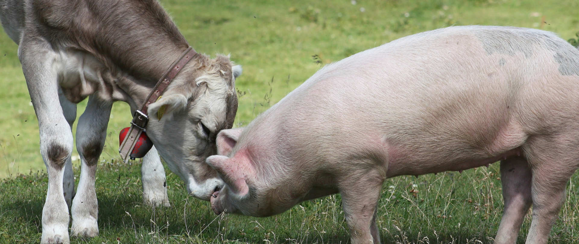 Baner krowa i świnia