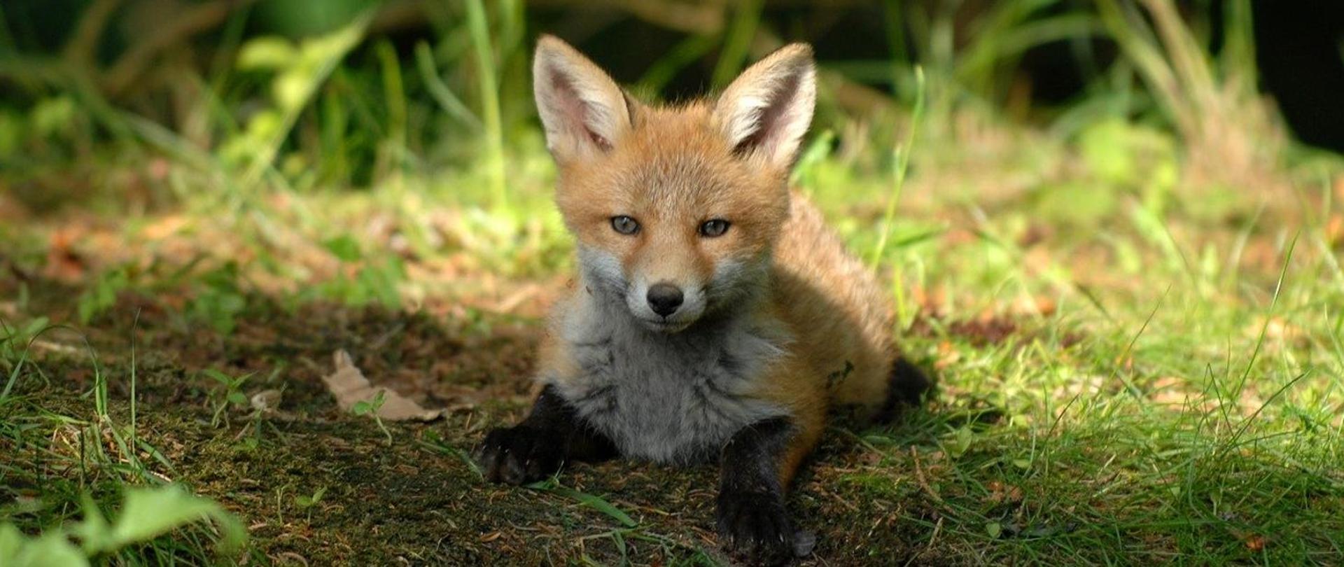 lisek szczepienia przeciwko wściekliźnie