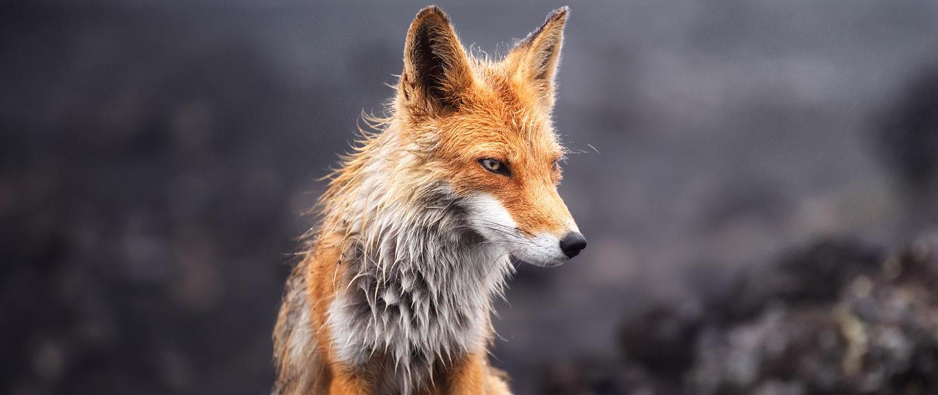 swiatowy-dzien-walki-z-wscieklizna