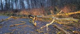 Kawałki drzewa leżą na drodze
