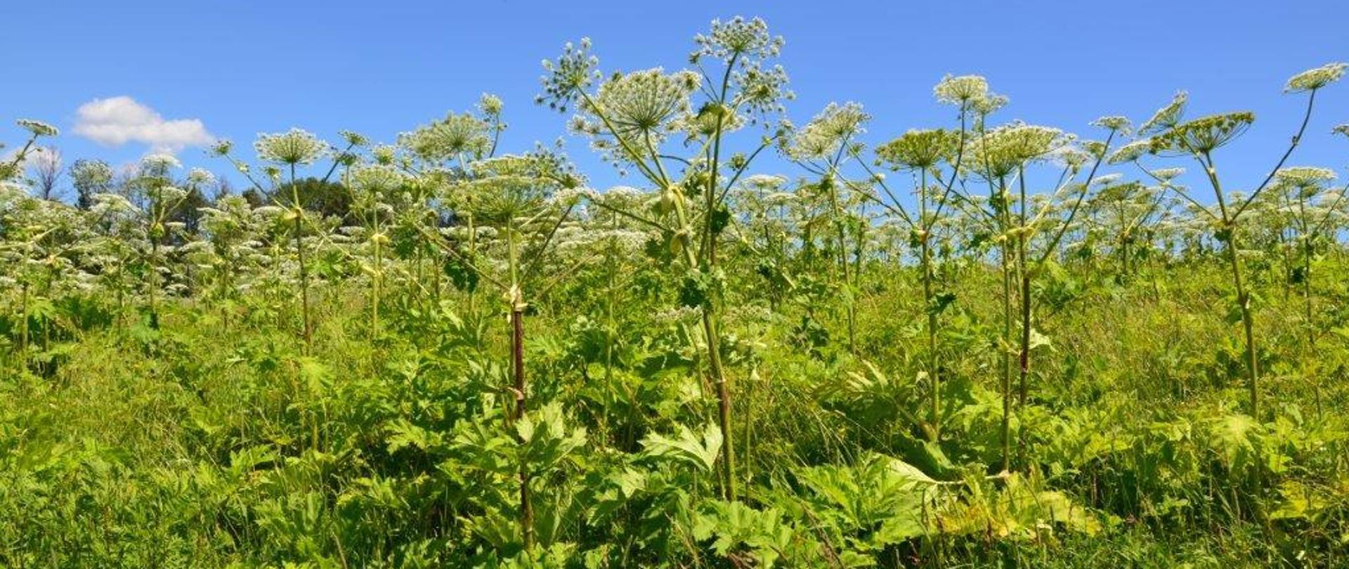 Zielona łąka na której rośną wysokie rośliny o zielonych liściach i białych kwiatostanach w kształcie parasola - Barszcz Sosnowskiego. W tle błękitne niebo. 