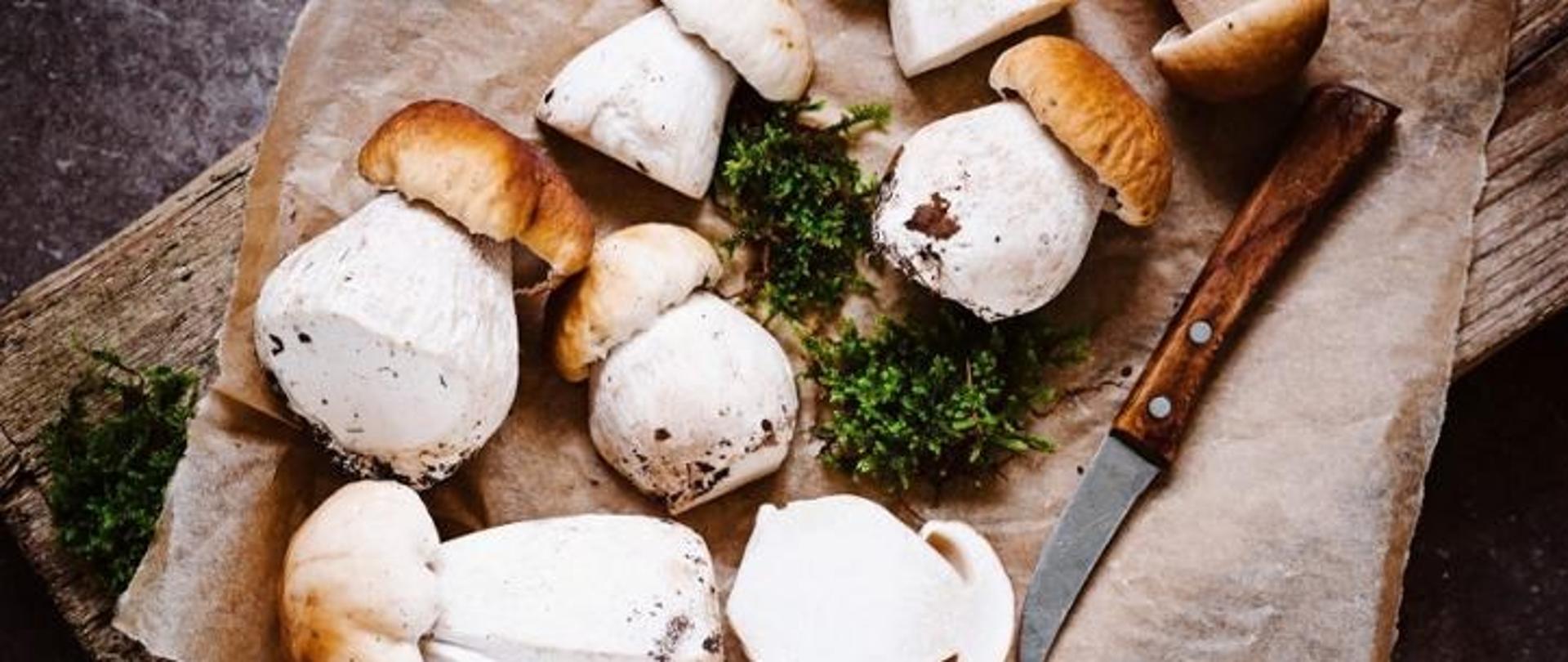 Grafika przedstawia grzyby