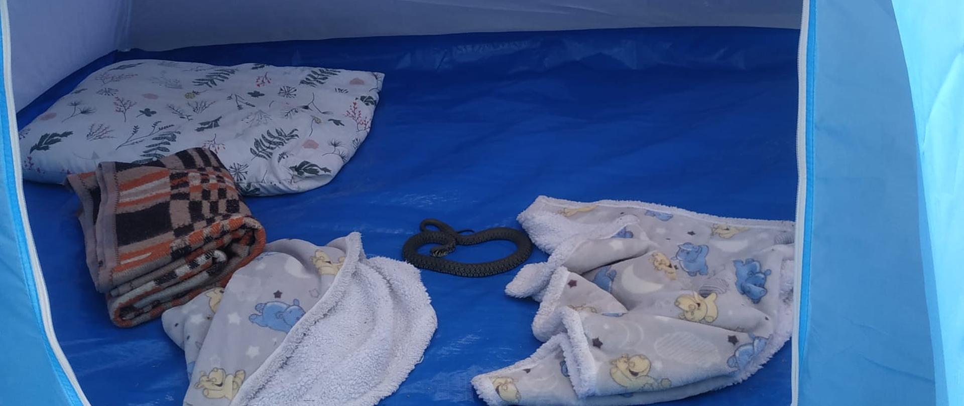 Na zdjęciu widać namiot a w nim zaskrońca pomiędzy kocami 