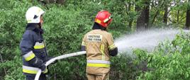 Na zdjęciu widać dwóch strażaków lejących wodę z węzą strażackiego w lesie. Stojący z tyłu ubrany jest w ubranie specjalne koloru czarnego oraz biały hełm. Stojący z przodu posiada strój koloru piaskowego i czerwony hełm. Obaj stoją wśród zielonej niskiej roślinności, przed nimi rozciągają się drzewa liściaste.