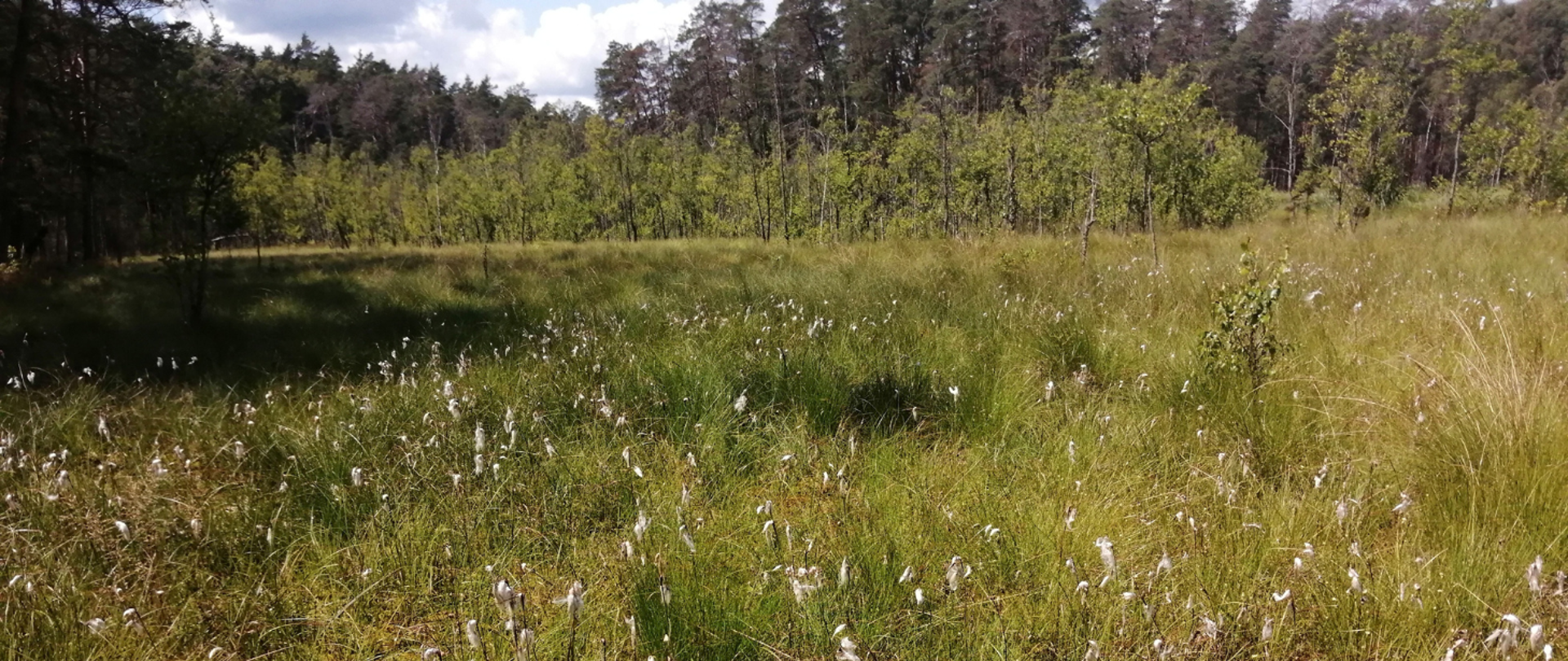 Na zdjęciu rezerwat przyrody Krutynia Dolna. Widoczne siedlisko - torfowisko przejściowe w okolicach jeziora Dłużec i rośliny chronione - wełnianki wąskolistne z charakterystycznym białym puchem na owocach.
