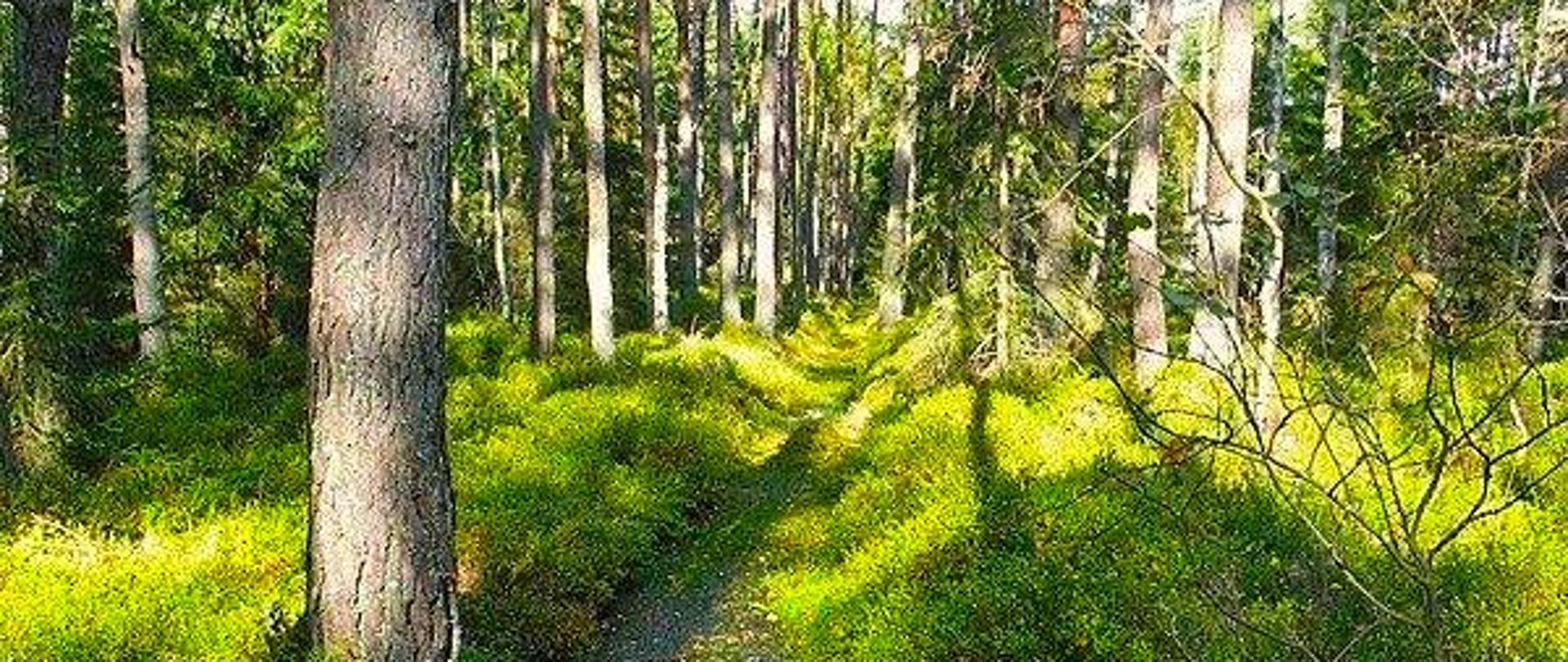 las a w nim ścieżka