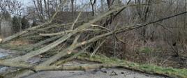 Interwencje kazimierskich strażaków związane z silnym wiatrem