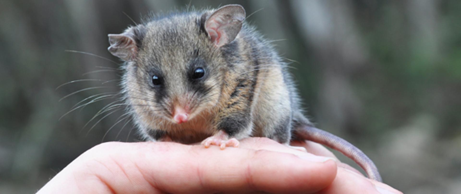 Mountain Pygmy Possum 