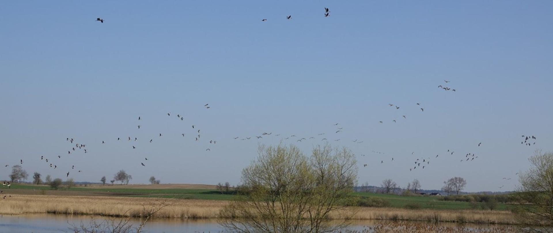 Zbiornik wodny z roślinnością szuwarową. Na błękitnym niebie lecą ptaki.