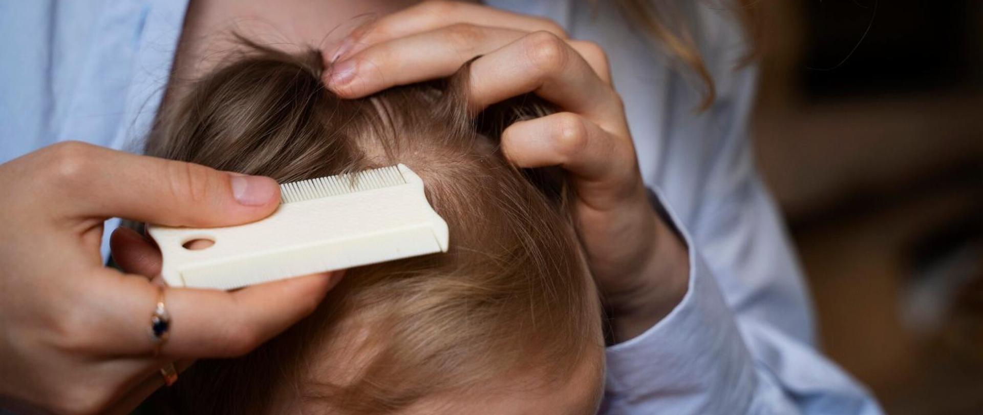 wszawica-infografika