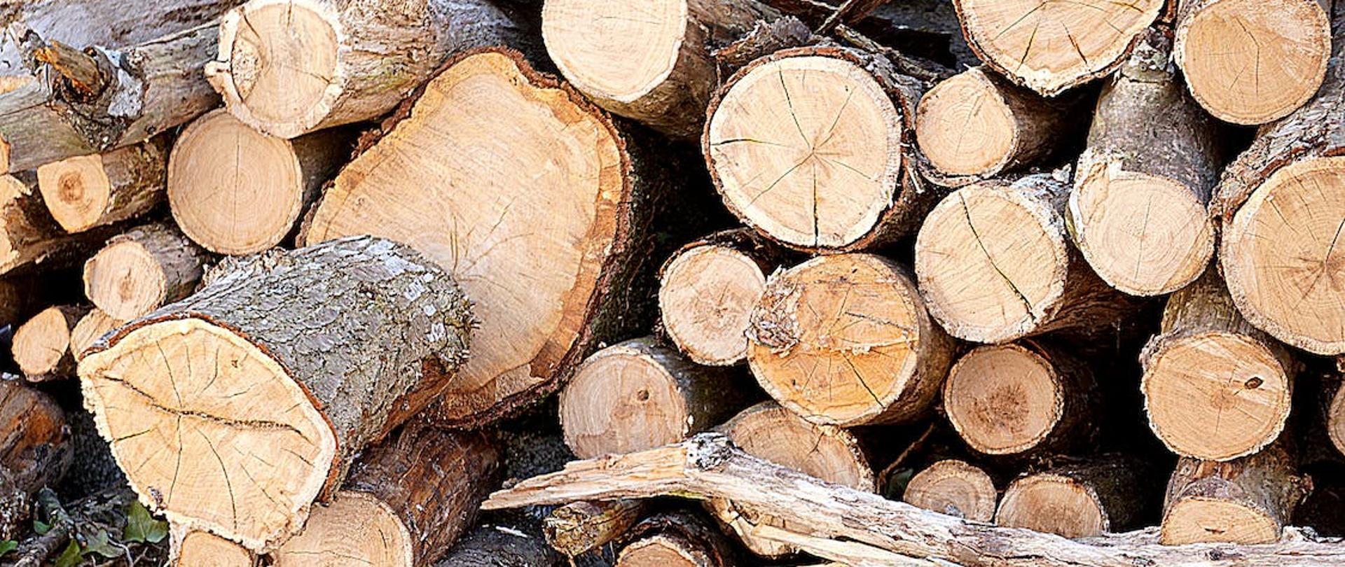 Kłody drewna leżące w lesie. 