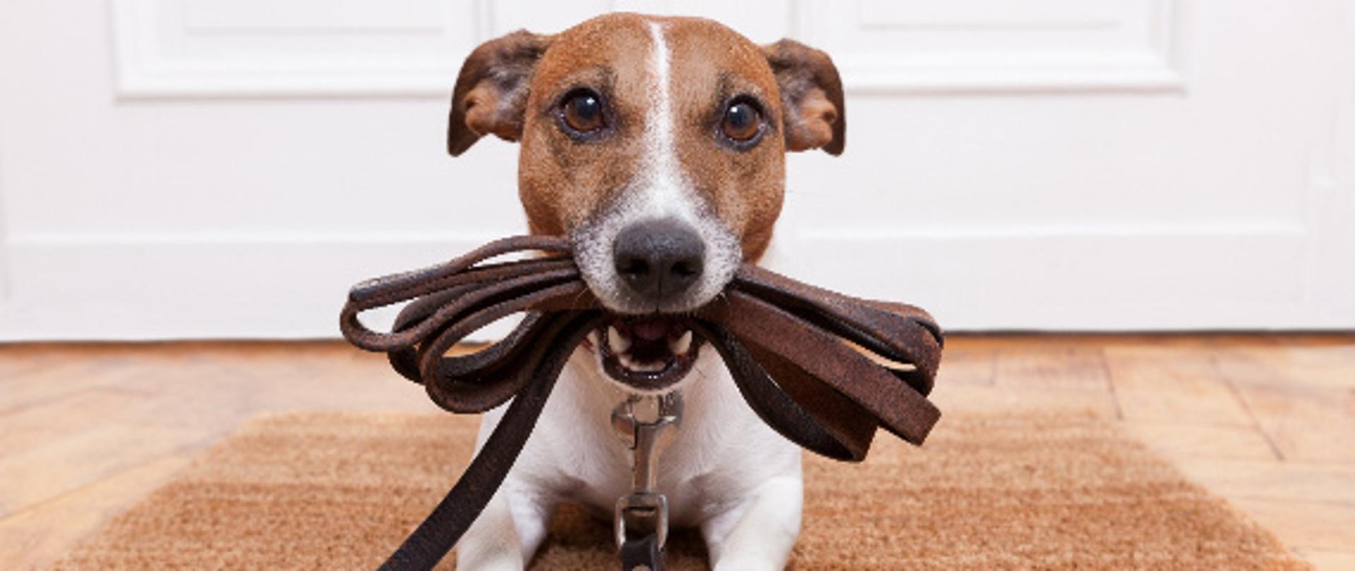 Czy w rezerwacie przyrody można spacerować z psem