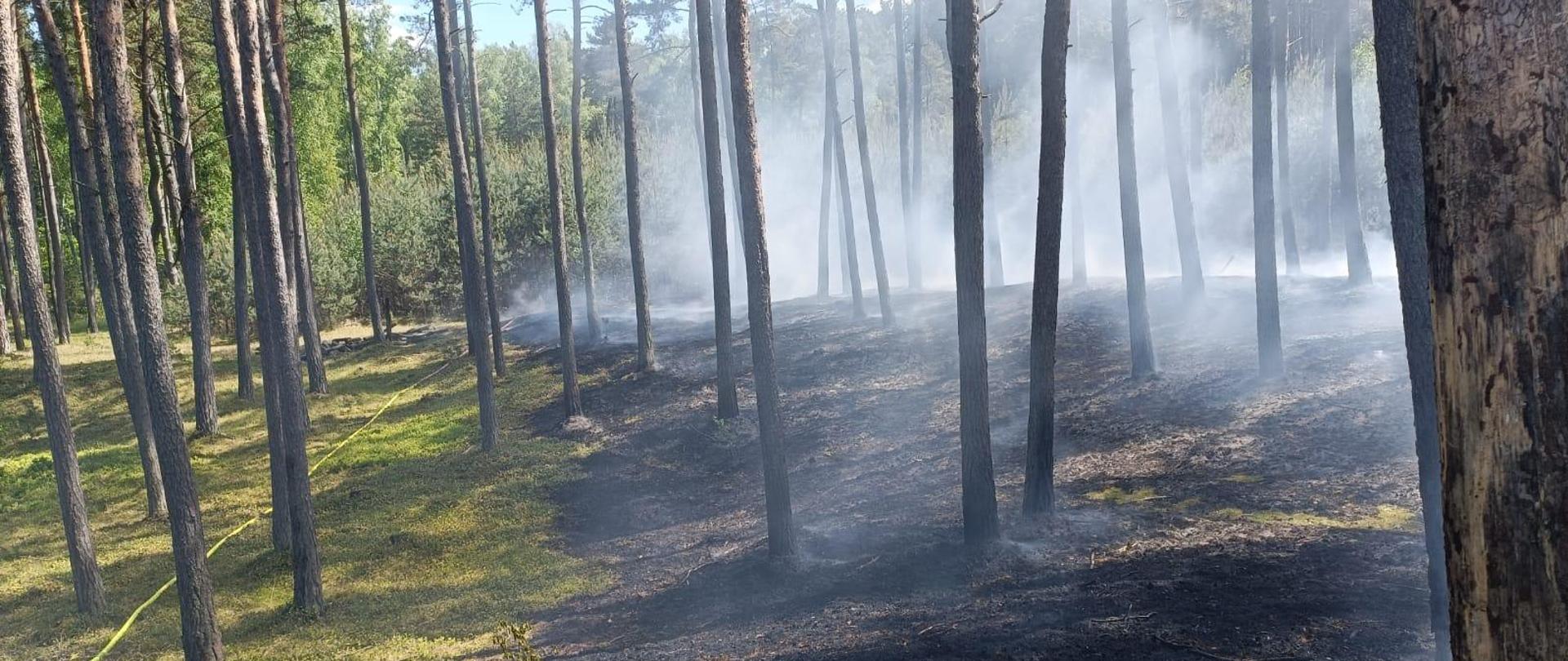 Pożar lasu Mikoszewo