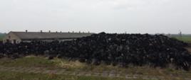 Zdjęcie przedstawia składowisko odpadów w miejscowości Pniewite, widok z poziomu gruntu. Na zdjęciu widoczne hałdy odpadów do wysokości ok. 8 metrów.