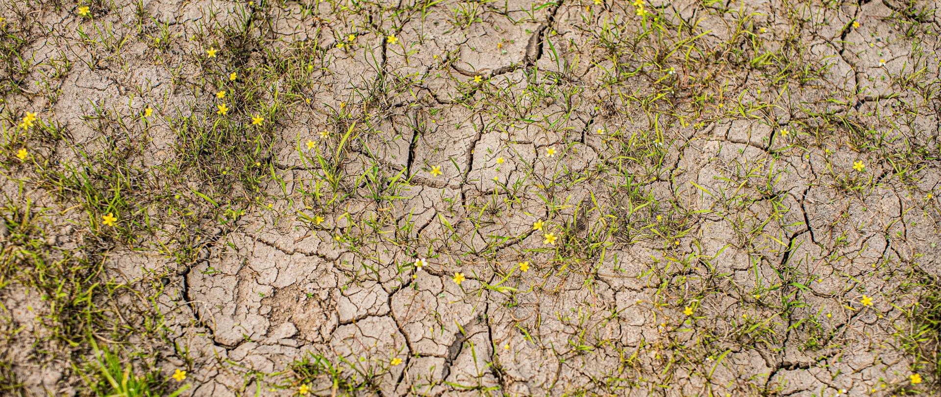 Światowy Dzień Przeciwdziałania Pustynnieniu i Suszy