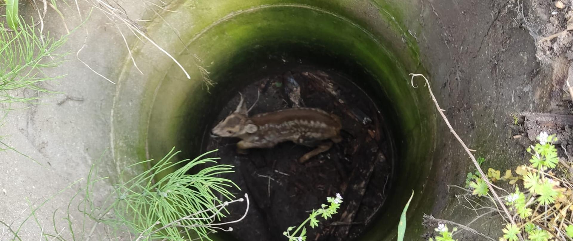 Na zdjęciu widać studnie z betonowych kręgów. Na dnie studni, w której nie ma wody jest sarna. Jest widno.