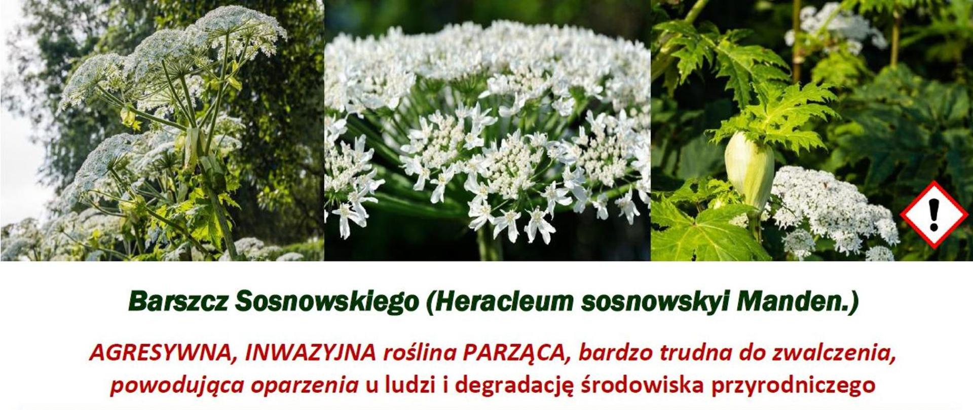 Barszcz Sosnowskiego (Heracleum sosnowskyi Manden.)