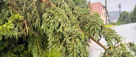 Powalone drzewo blokuje jezdnię po intensywnych opadach deszczu i silnym wietrze. Konary drzewa zajmują pas ruchu, stwarzając zagrożenie dla uczestników ruchu drogowego. Zdjęcie przedstawia skutki niekorzystnych warunków atmosferycznych wymagających interwencji służb ratowniczych.