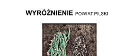 Wyróżnienie (powiat pilski)
Praca przedstawia zarys płuc, w których lewa strona jest wypełniona kwiatami a prawa strona papierosami. U dołu na czerwonym tle napis: ”Papierosom mówię NIE, bo są dla zdrowia bardzo złe!”
