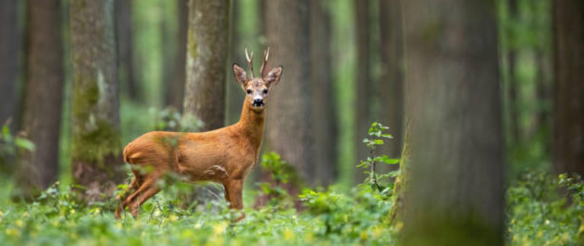 Roe deer, capreolus capreolus, standing in the middle of the woods with low green vegetation. A beautiful strong european buck during rutting season surrounded by the trees.