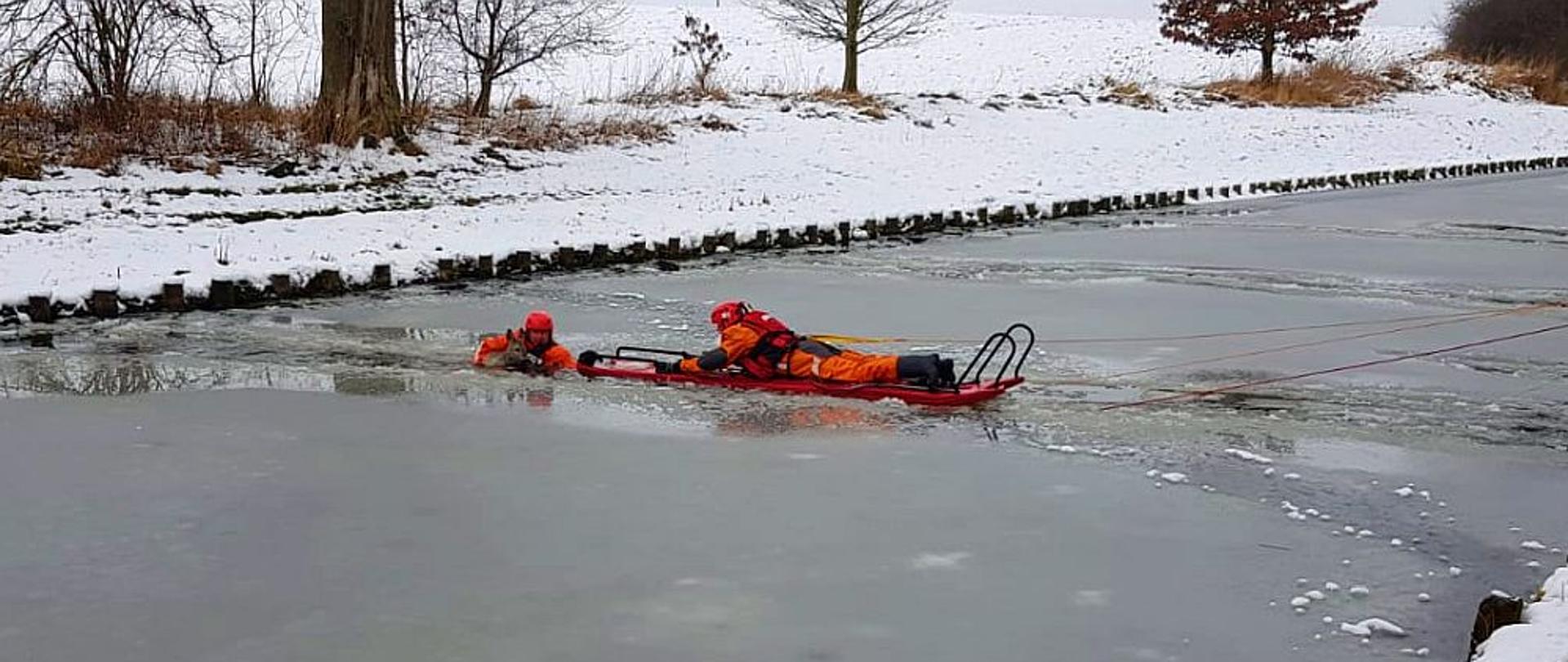 Dwóch strażaków w specjalnych ubraniach do ratownictwa wodnego podczas ewakuowania sarny z Kanału Elbląskiego. Jeden z nich leży na specjalnych saniach na środku akwenu, drugi znajduje się w wodzie, jedną ręką obejmując sarnę, a drugą trzymając sanie. Akwen kanału pokrywa cienki spękany lód.