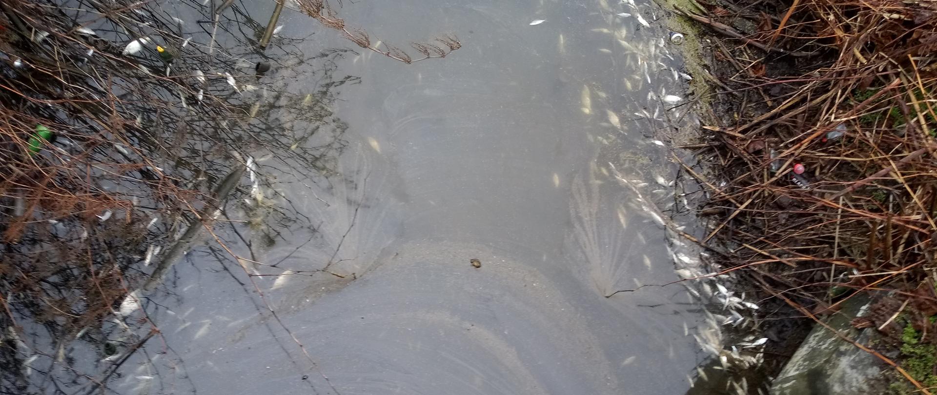 
Mielno Kanał Uniesta 2