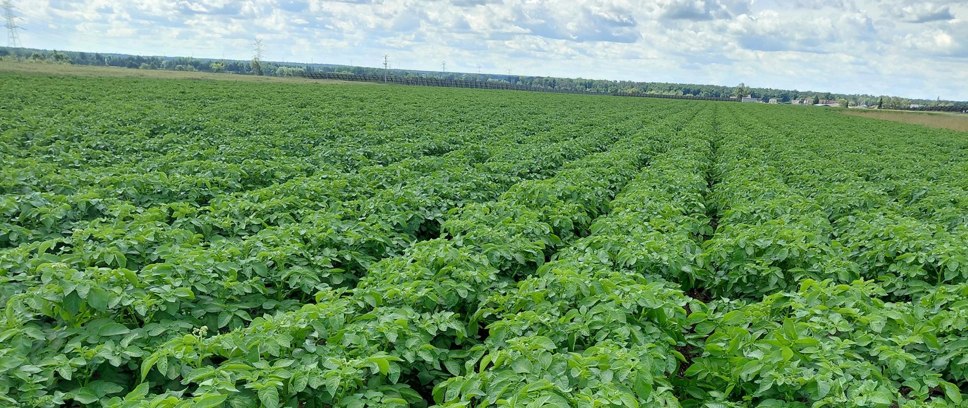 Zdjęcie przedstawia plantację ziemniaka