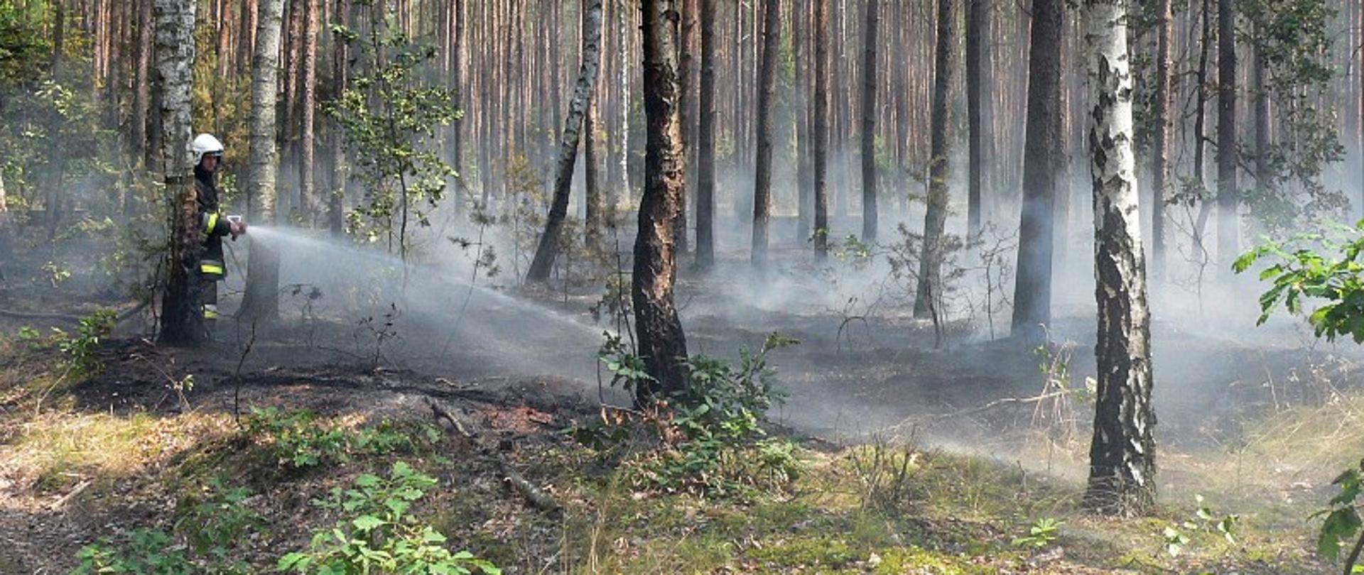 Las. Strażak z wężem strażacki polewa dymiące runo leśne.