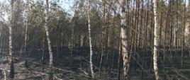 Pożarze lasu w Kiszewie