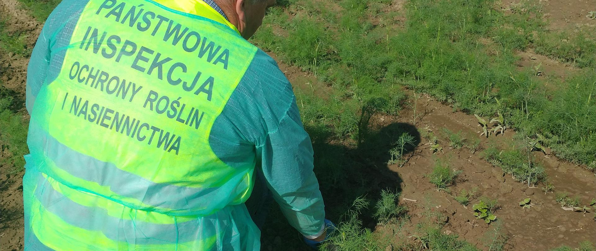 Inspektor WIORiN na polu.