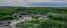Tereny_podmokłe_w_obszarze_Natura_2000_Dolina_Górnego_Nurca_-_siedlisko_ptaków_wodno-błotnych