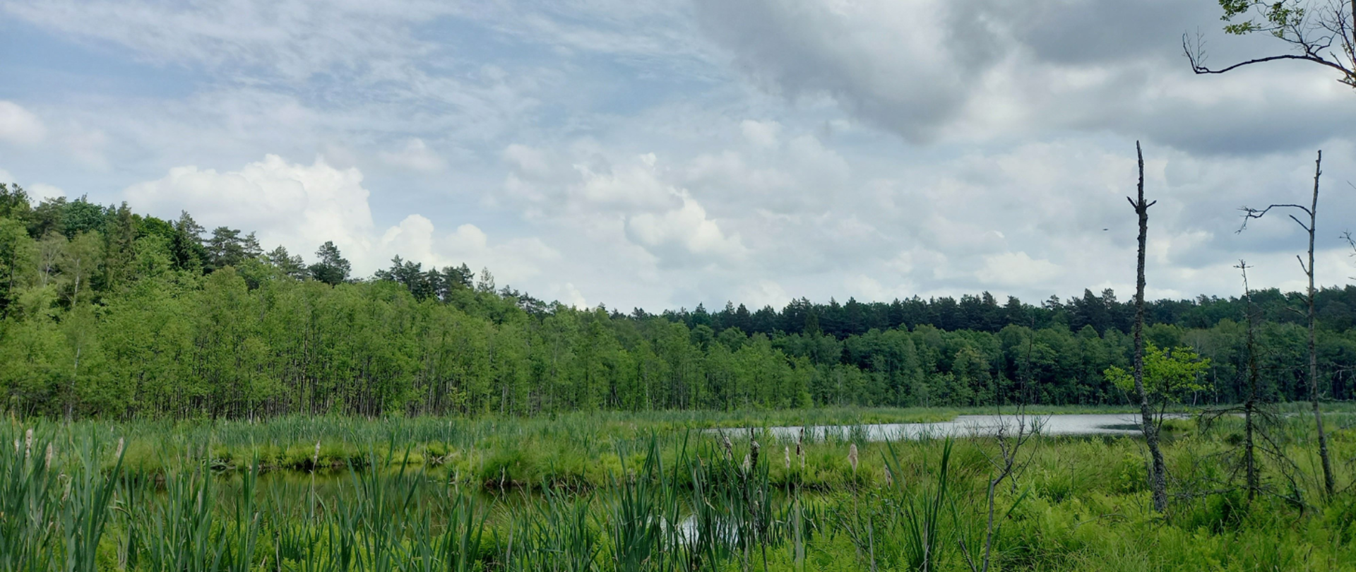 Rezerwat przyrody Kirszniter. W centralnej części torfowisko alkaliczne, w oddali drzewostan.