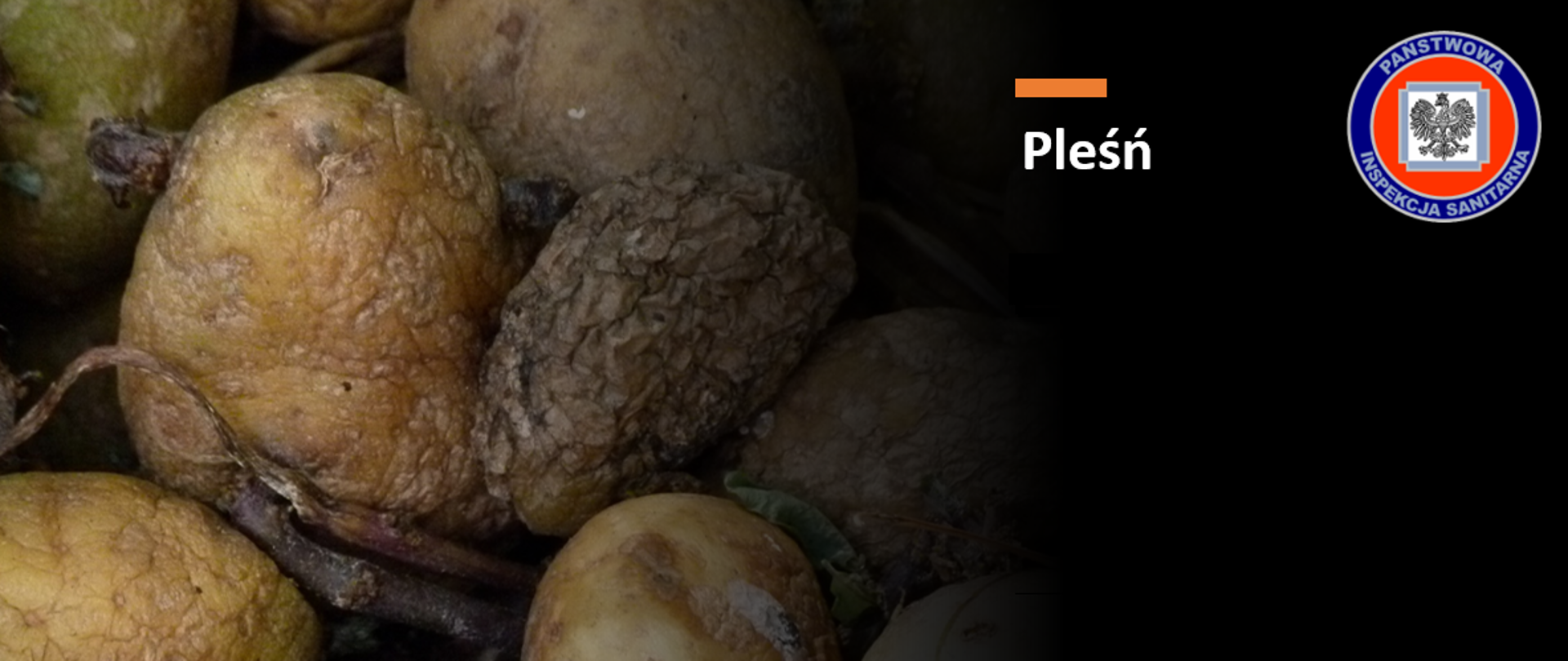 na grafice jest widoczny ziemniak, na którym pojawiła się pleśń
