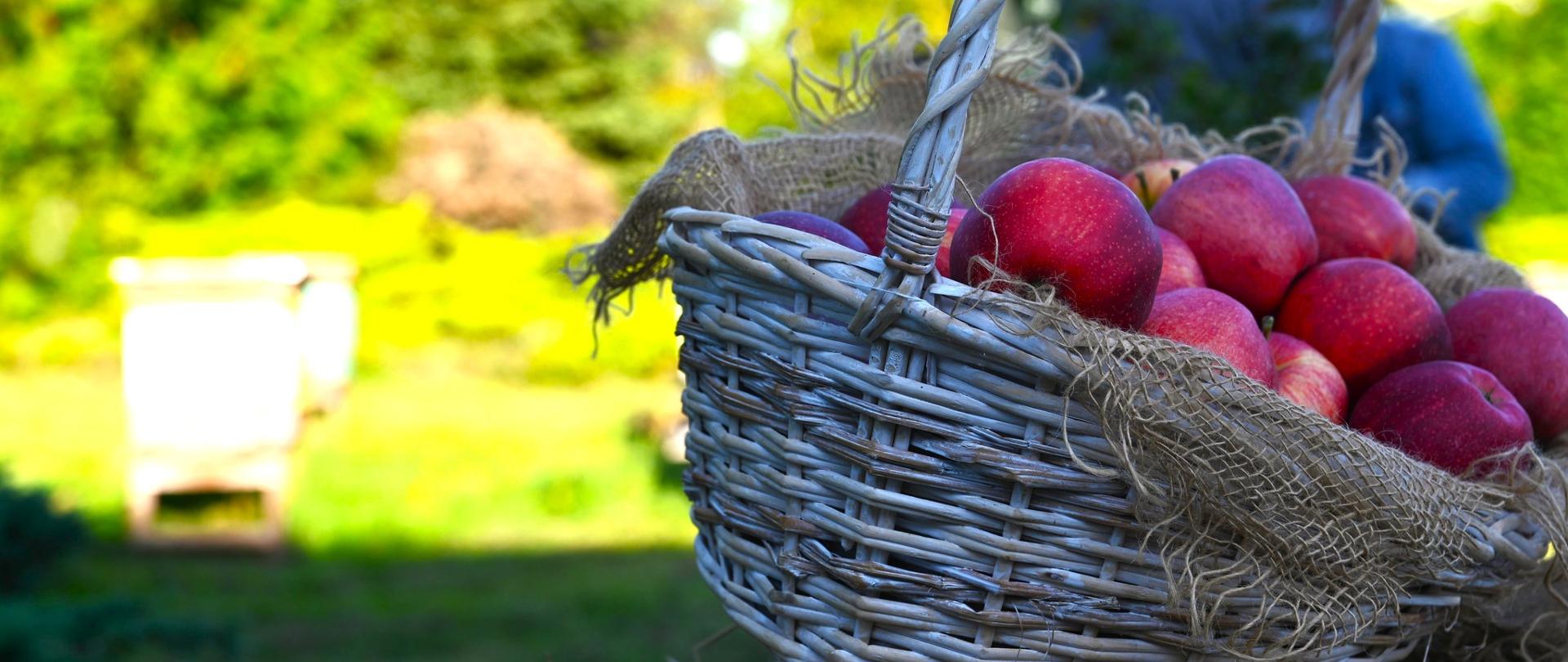 Kosz jabłek 