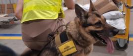pies służbowy, funkcjonariusz Służby Celno-Skarbowej, paczki, przesyłki kurierskie