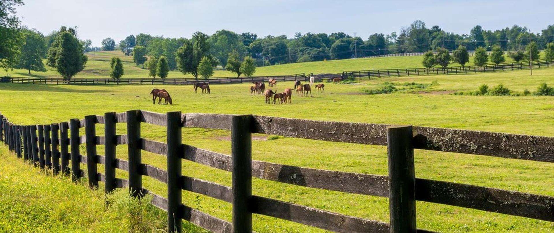 Pastwisko ogrodzone drewnianym płotem. W oddali widać pasące się konie.