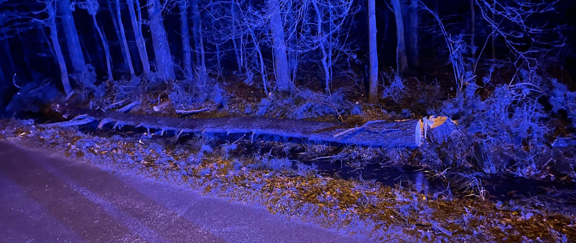 Drzewo nad droga gminną