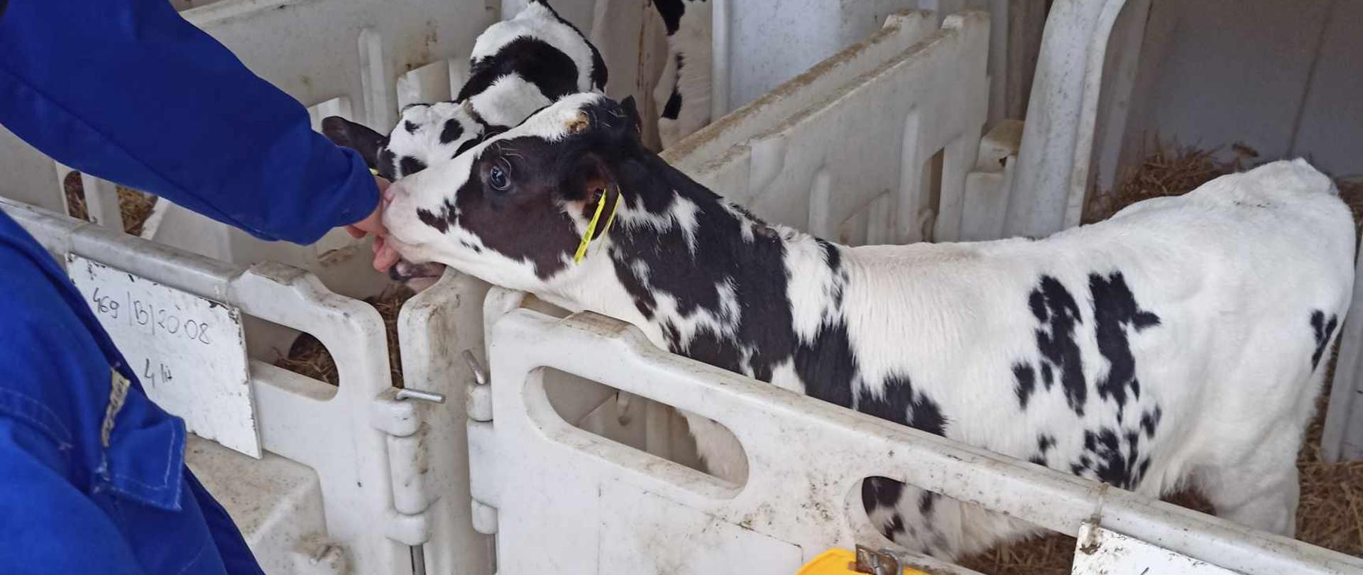 Osoba w niebieskim kombinezonie karmi ręką cielę rasy holsztyno-fryzyjskiej (czarno-białe). Cielęta znajdują się w białych, plastikowych boksach z dostępem do paszy i słomy.