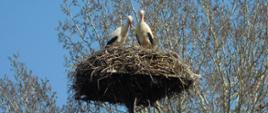 Widok bocianiego gniazda i dwóch bocianów