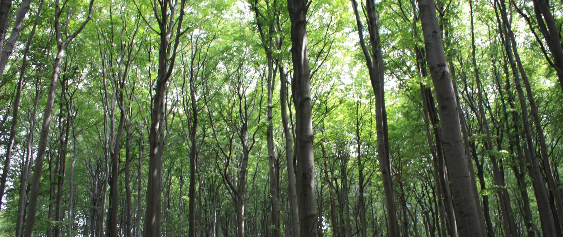 Rezerwat przyrody Segiet 