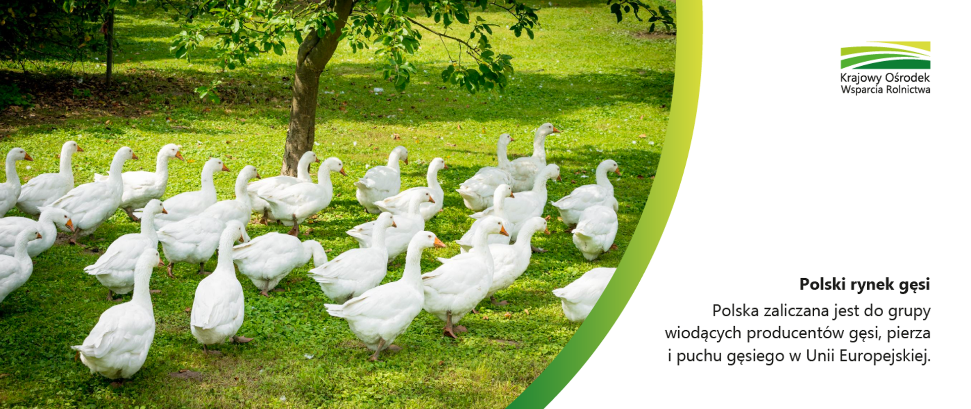 Polski rynek gęsi