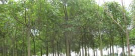 Plantacja drzew z rodzaju Paulownia sp. została poddana obserwacjom przez inspektorów Oddziału w Jarocinie 