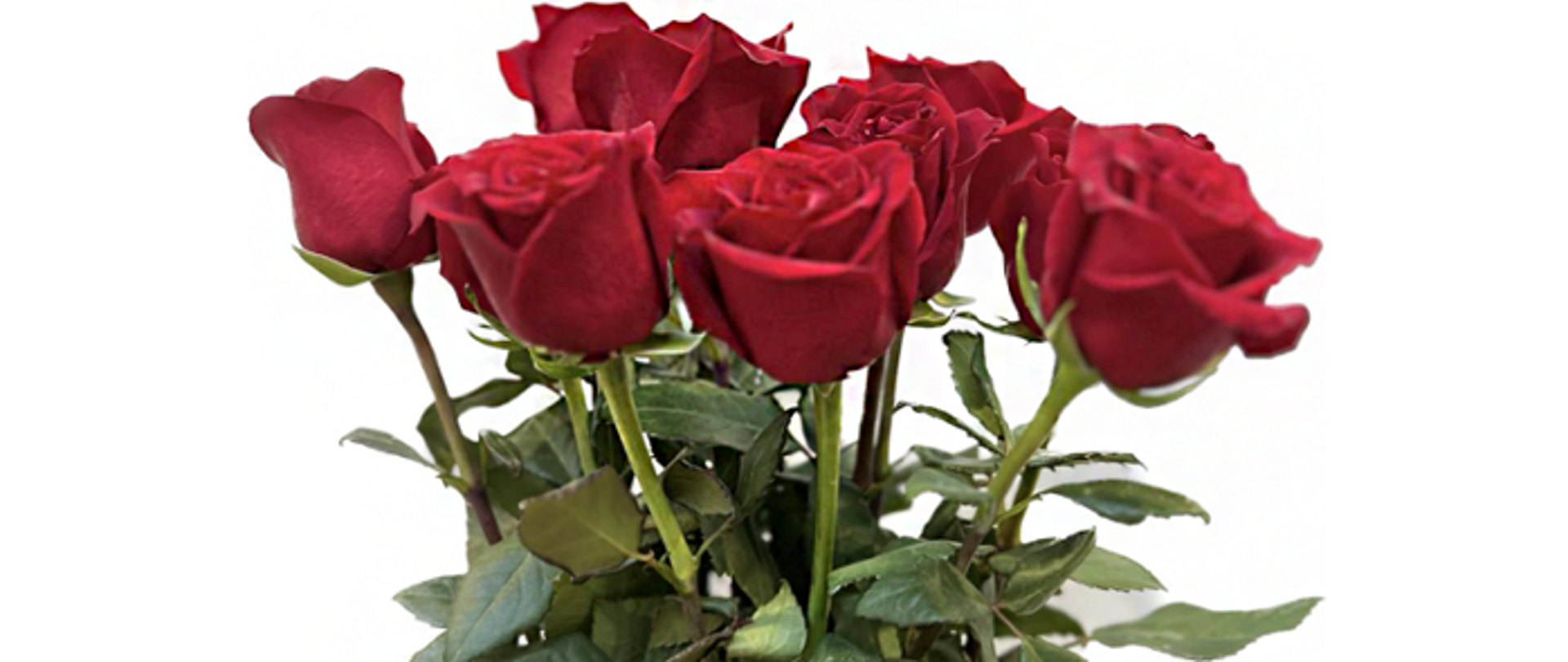 Na zdjęciu bukiet czerwonych róż.