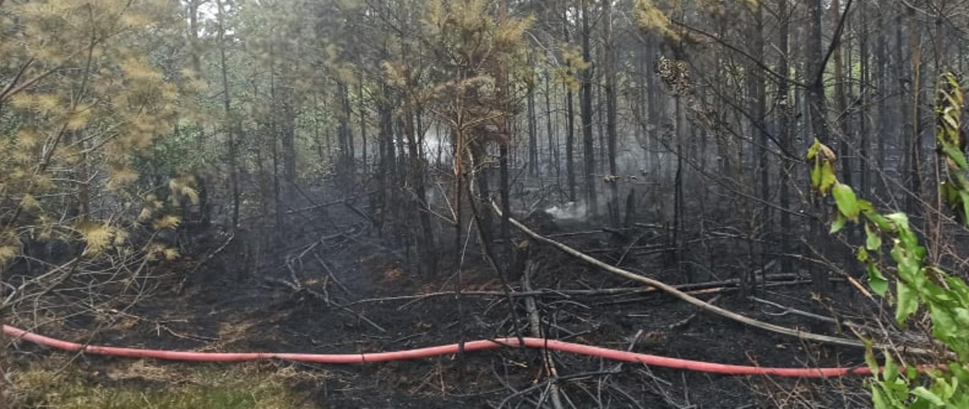 Pożar lasu w pobliżu miejscowości Buczek w powiecie białogardzkim. Zdjęcie przedstawia spalony las i pojedyncze zarzewia ognia. Na wypalonej ściółce leży linia wężowa