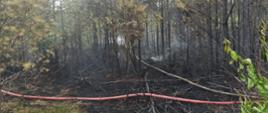 Pożar lasu w pobliżu miejscowości Buczek w powiecie białogardzkim. Zdjęcie przedstawia spalony las i pojedyncze zarzewia ognia. Na wypalonej ściółce leży linia wężowa