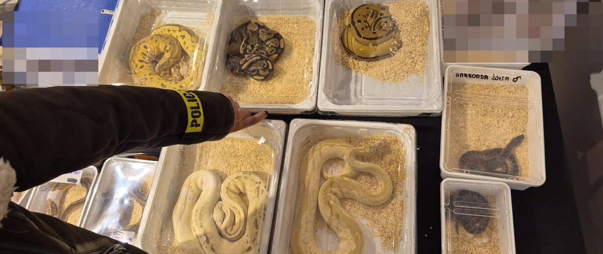 Zabezpieczone przez policję egzotyczne węże umieszczone w przezroczystych pojemnikach z podłożem; funkcjonariusz wskazuje na jednego z pytonów.