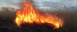 Zdjęcie przedstawia płomienie obejmujące trawy na nieużytkach 