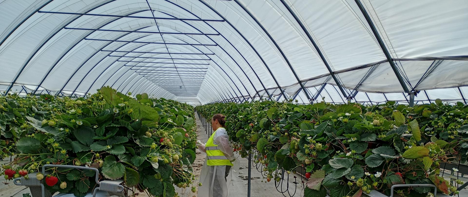 Wnętrze tunelu foliowego z rzędami truskawek uprawianych na podwyższonych stołach w systemie bezglebowym. W centralnej części zdjęcia znajduje się inspektor podczas kontroli zdrowotności roślin.